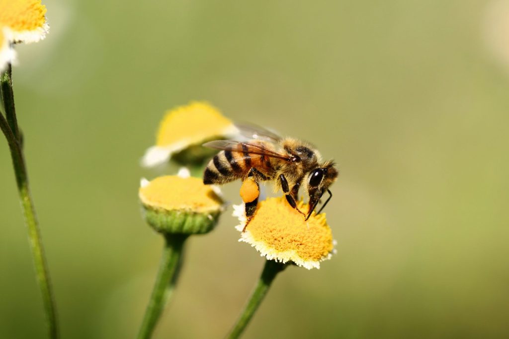 Le rucher des simples