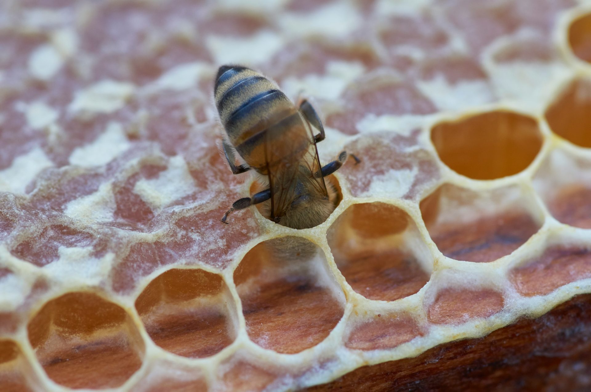 abeille et miel