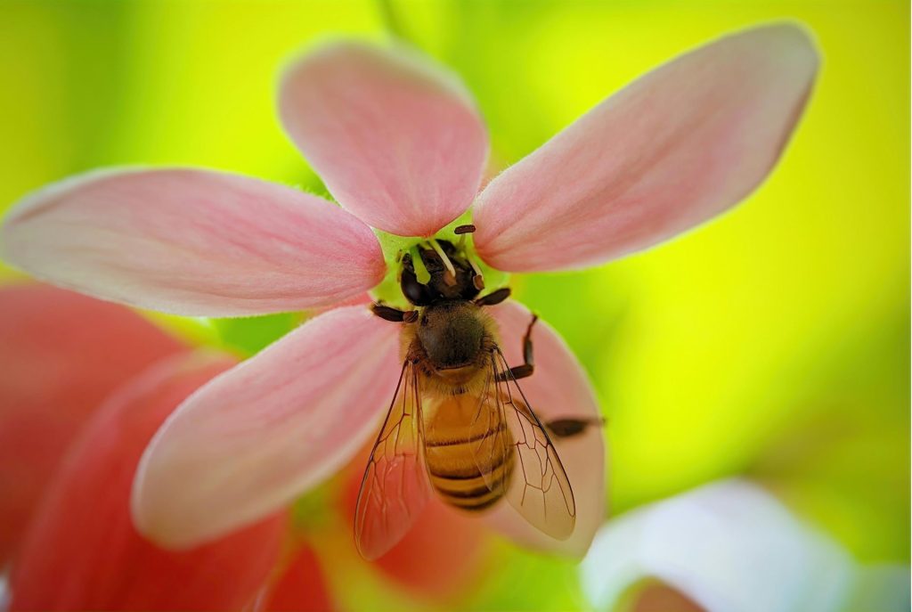 abeille qui butine